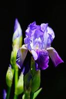 Blue Iris Siberian - black background