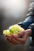 Hand full of primroses photo