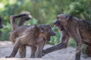 Baboons fighting in Kruger National Park photo