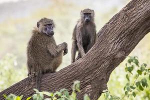 babuino - parque nacional tarangire - reserva de vida silvestre en tanzania,