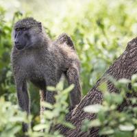 babuino - parque nacional tarangire - reserva de vida silvestre en tanzania,