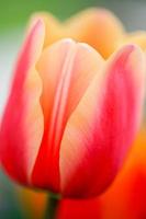 Vista cercana del botón del hermoso tulipán rosa
