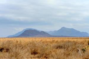 Landscape in Tsavo National Park, Kenya photo