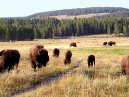Buffalo (Bison) at Yellowstone National Park photo