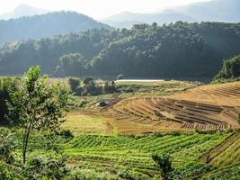 Agriculture in Doi Inthanon National Park photo