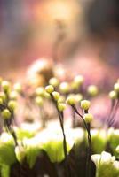 Artificial flowers indistinct blur photo