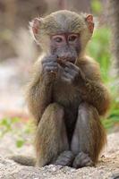 Bebé babuino oliva (Papio anubis) sentado