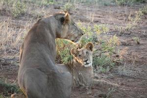 Male lion watching over cub after quenching his thirst photo
