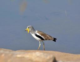 White-crowned Lapwing or Plover
