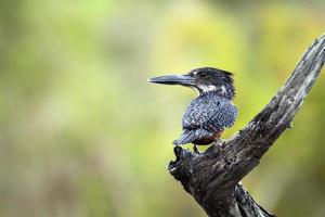African Giant kingfisher in Kruger National park photo