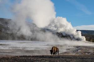 bison and giant geyser photo