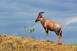 Antelope Topi photo