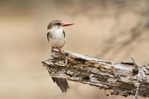 Brown-hooded Kingfisher in Kruger National park
