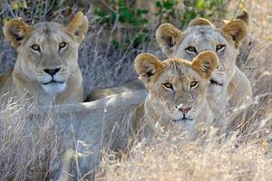 Lion in National park of Kenya, Africa photo