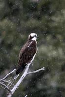 Osprey Pandion haliaetus snow Yellowstone National Park