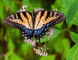 Swallowtail butterfly at Shenandoah National Park, Virginia.