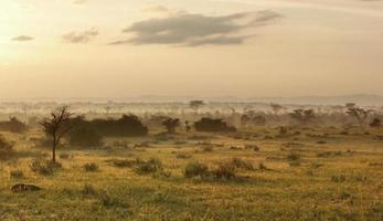 Queen Elizabeth National Park at evening time photo