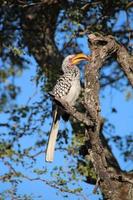 Southern yellow-billed hornbill, Kruger National Park, South Africa photo