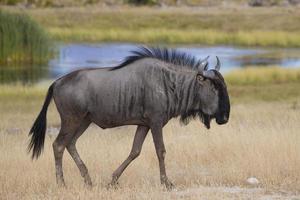 Side view of a Common Wildebeest photo