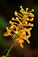 Yellow fringed orchid against a dark background. photo