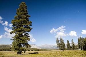 Tree at Tioga Road, Yosemite National Park, Sierra Nevada, USA