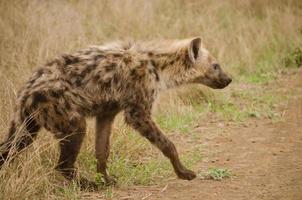 hyena walking onto the road photo