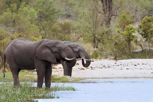 African bush elephant in Kruger National park photo