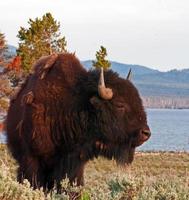 Bison Buffalo Bull at Yellowstone Lake in Yellowstone NP photo