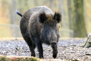 Big wild boar Veluwe