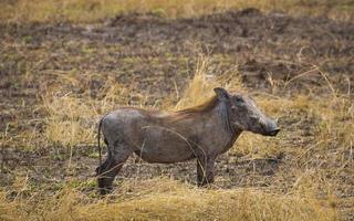 warthog in serengeti photo