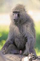 babuino oliva sentado en un tronco