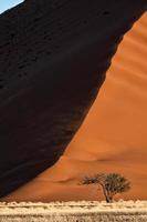 Dwarfed camel thorn tree photo