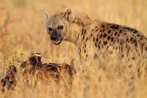Spotted hyena by wildebeest carcass, Serengeti