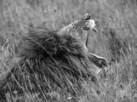 Lion roaring Serengeti National Park BW photo