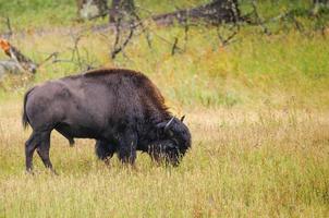 Bison of Yellowstone National Park, USA photo