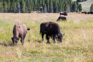 Bisons in Yellowstone National Park, Wyoming, USA photo