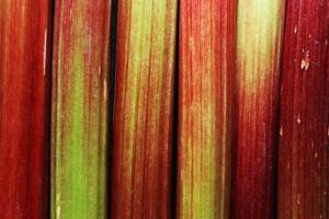 Macro shot of rhubarb photo