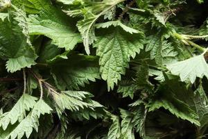 Photography of fresh nettle heads for food illustration photo