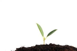 Planta bebé verde aislado sobre fondo blanco. foto