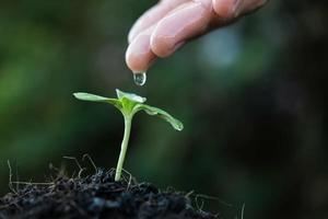 Cerca de una persona regando a mano una planta joven foto