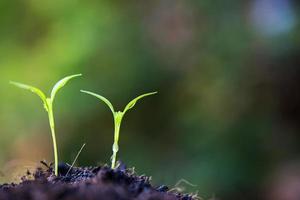 Cerrar planta brotando en la naturaleza foto