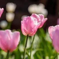 Spring flowers series, pink tulips