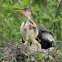 Female American Anhinga with Young at Nest - Everglades National photo