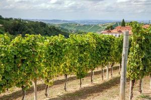 Moscato vineyards in Neviglie, Piedmont