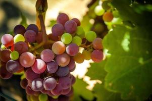 Grapes on the Vine photo