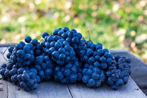 Bunches of dark grapes on a wooden table photo