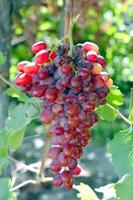 Wine grapes. photo