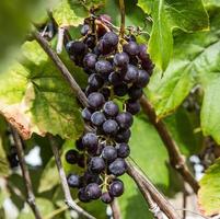Cluster of wine grapes photo
