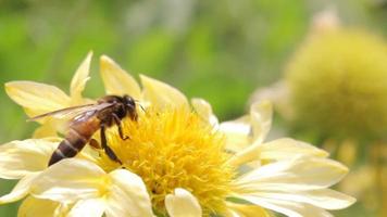 Bienen sammeln Nektar aus den Blüten video