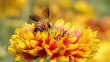 bin samlar nektar från blommorna